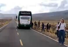 Bus atropella a tres vicuñas en ruta al Colca en Arequipa