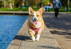 Verano y mascotas: cuidados clave ante las altas temperaturas