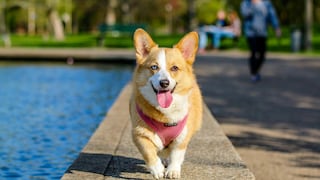 Verano y mascotas: cuidados clave ante las altas temperaturas