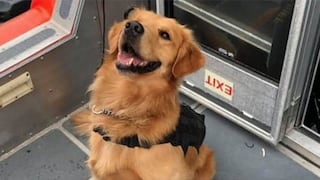 Perro antidrogas sufre sobredosis tras oler a pasajeros en un crucero para fans de música electrónica 