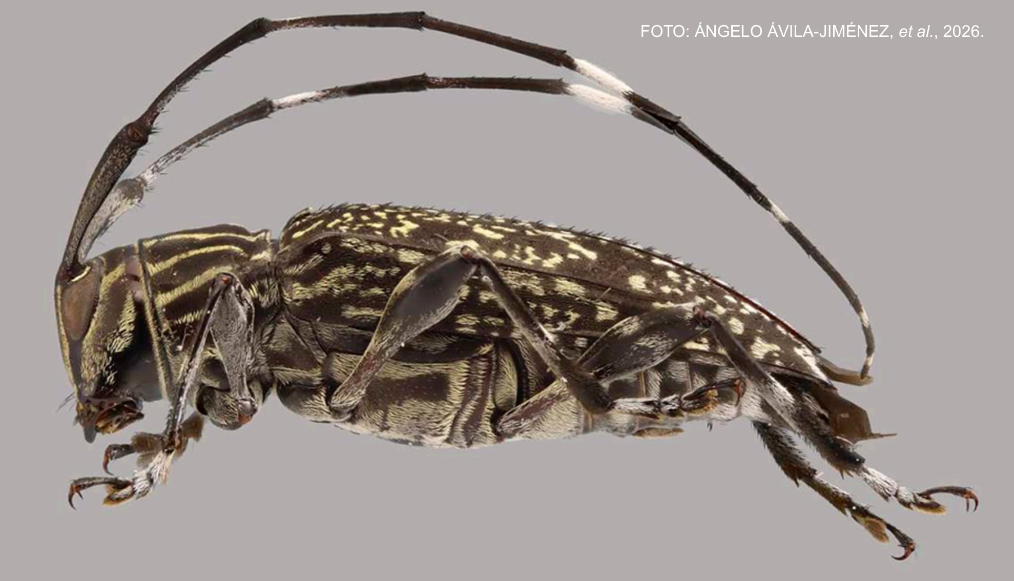 La investigación también identificó 21 especies registradas por primera vez en Perú y 78 nuevos registros de escarabajos longicornios en cinco regiones del país.