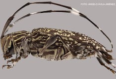 Descubren un nuevo género y nueve especies inéditas de escarabajos en la Reserva de Biosfera del Manu