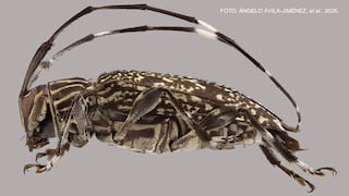 Descubren un nuevo género y nueve especies inéditas de escarabajos en la Reserva de Biosfera del Manu