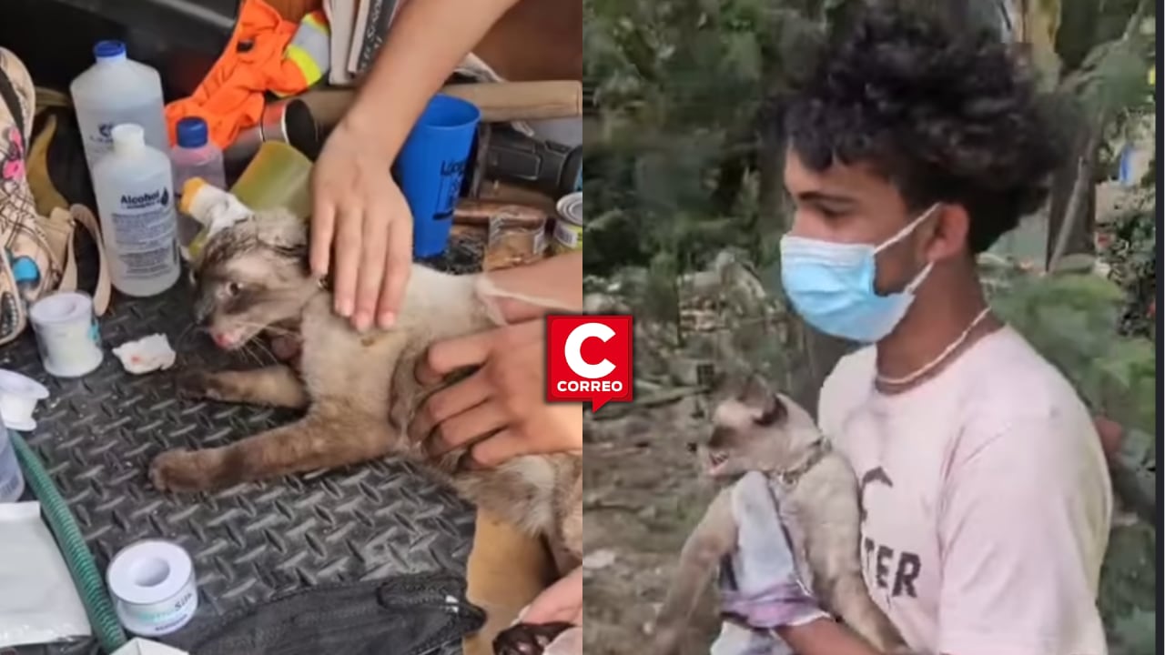 José Rodríguez nunca perdió la esperanza de encontrar con vida a su mascota. Su emotivo reencuentro se ha convertido en una de las historias más conmovedoras en redes sociales. FOTO: EL TIEMPO.