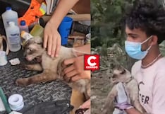 Terremoto en Venezuela: “Es lo único que me queda de mi casa”, dice joven al rescatar a su gata Martina