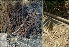 Ica: quemas para limpieza de acequias afectan tuberías de agua en Ocucaje