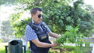 Piura: Serenazgo erradica 60 plantones de marihuana en el parque Buenos Aires