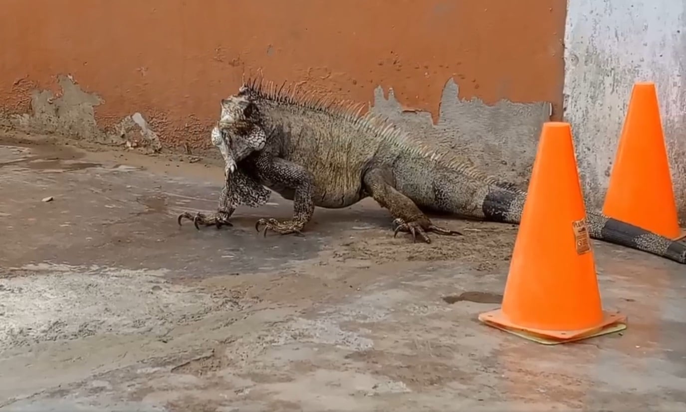 Se presume que el reptil llegó de la zona agrícola de Chan Chan. Los moradores solotaron la intervención de personal especializado para llevarlo a su habitat.