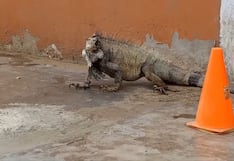 Trujillo: Vecinos encuentran iguana de gran tamaño en La Esperanza