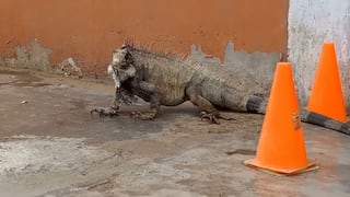 Trujillo: Vecinos encuentran iguana de gran tamaño en La Esperanza