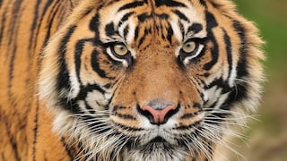 Google dona US$ 5 mlls para monitorear animales en peligro de extinción