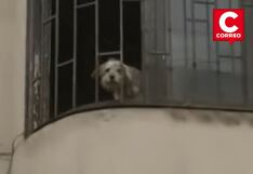 Cercado de Lima: Rescatan a mascotas tras la muerte de su dueña en accidente de tránsito