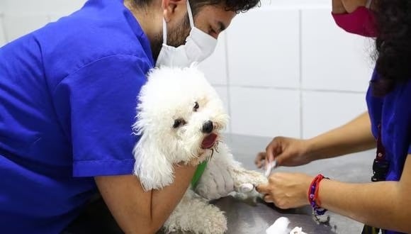 Hoy en Piura, Castilla y Veintiséis de Octubre se realiza la gran campaña de vacunación canina