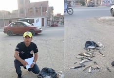 Denuncian hallazgo de 50 colas de gatos en vía pública de Chiclayo