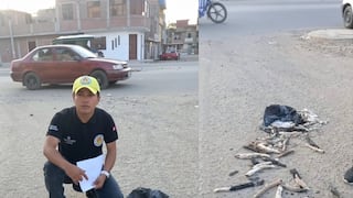 Denuncian hallazgo de 50 colas de gatos en vía pública de Chiclayo