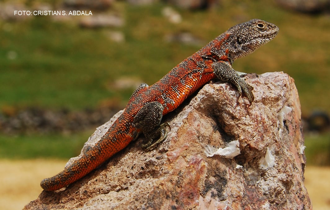 La especie fue identificada mediante evidencia morfológica y molecular. Los machos adultos presentan una intensa coloración roja que inspiró su nombre: yawar, “sangre” en quechua.