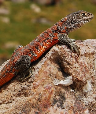 La especie fue identificada mediante evidencia morfológica y molecular. Los machos adultos presentan una intensa coloración roja que inspiró su nombre: yawar, “sangre” en quechua.