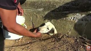 ​YouTube: El rescate de un perrito atrapado en alcantarilla te conmoverá