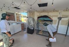 Arequipa: Serfor recupera dos loros frente roja de vivienda en Camaná