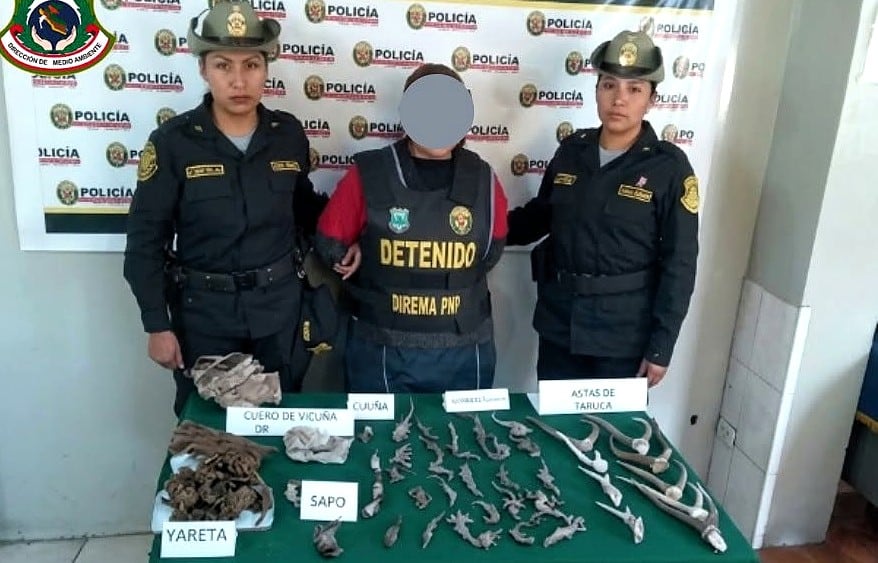 Mujer comercializaba fauna y flora silvestre en mercado San Camilo, en Arequipa. Foto: PNP.