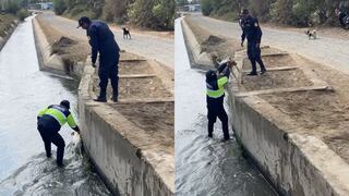 La Libertad: Sereno rescata a un perro que cayó a canal de regadío en Virú