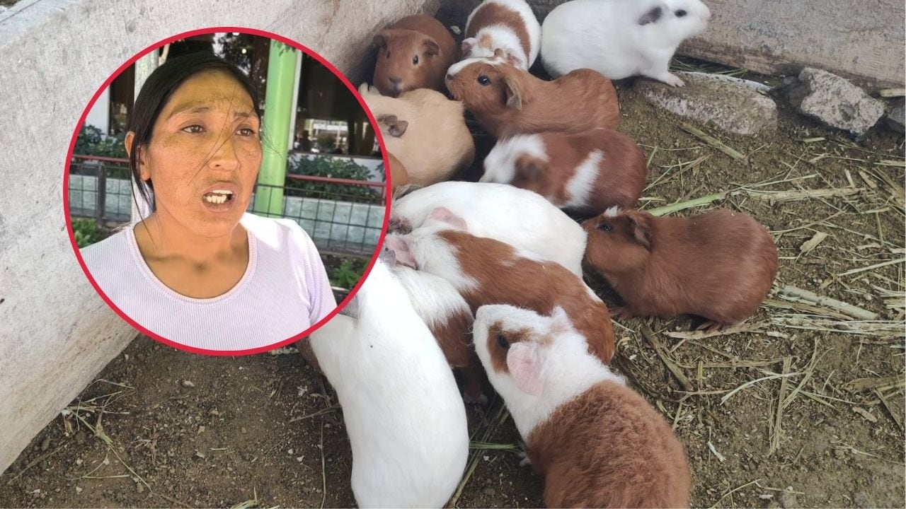 Arequipa: Jauría mata 800 cuyes en Majes y madre pide apoyo para volver a empezar