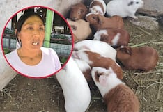 Arequipa: Jauría mata 800 cuyes en Majes y madre pide apoyo para volver a empezar