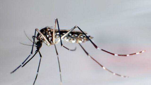 Aumenta a 57 los muertos por dengue en Paraguay