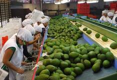 La Libertad, entre las regiones que concentra mayor producción de palta