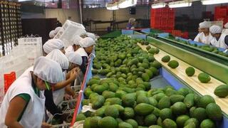La Libertad, entre las regiones que concentra mayor producción de palta