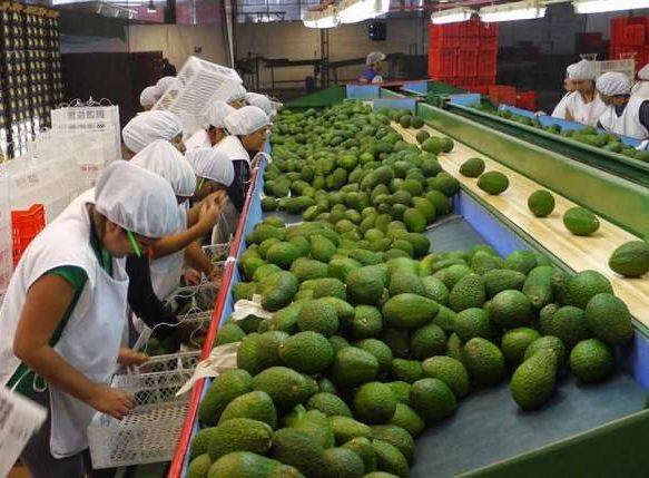 Producción de palta creció en la región durante abril de este año.