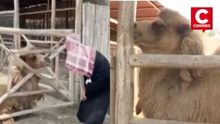 Hombre vestido de ‘árabe’ ingresó sin autorización a zona de camellos en Parque de La Leyendas