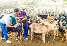 Piura: Inmunizan más de mil cabezas de ganado