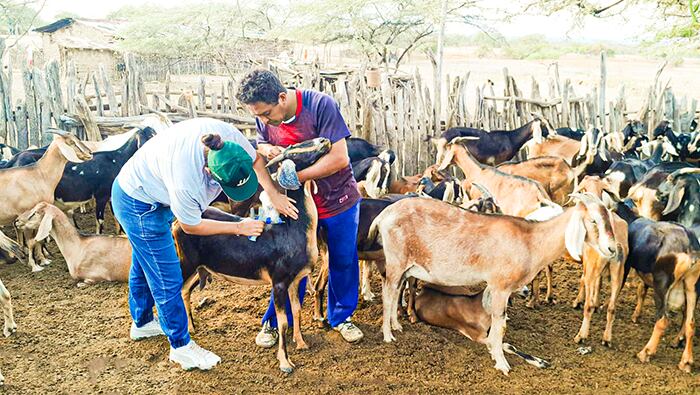 Campaña fue realizada para prevenir la enfermedad conocida como “pierna negra”