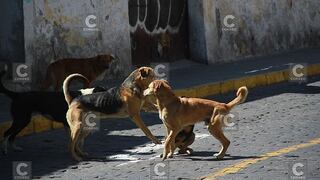 Nuevos casos de rabia canina en Yura y Cayma