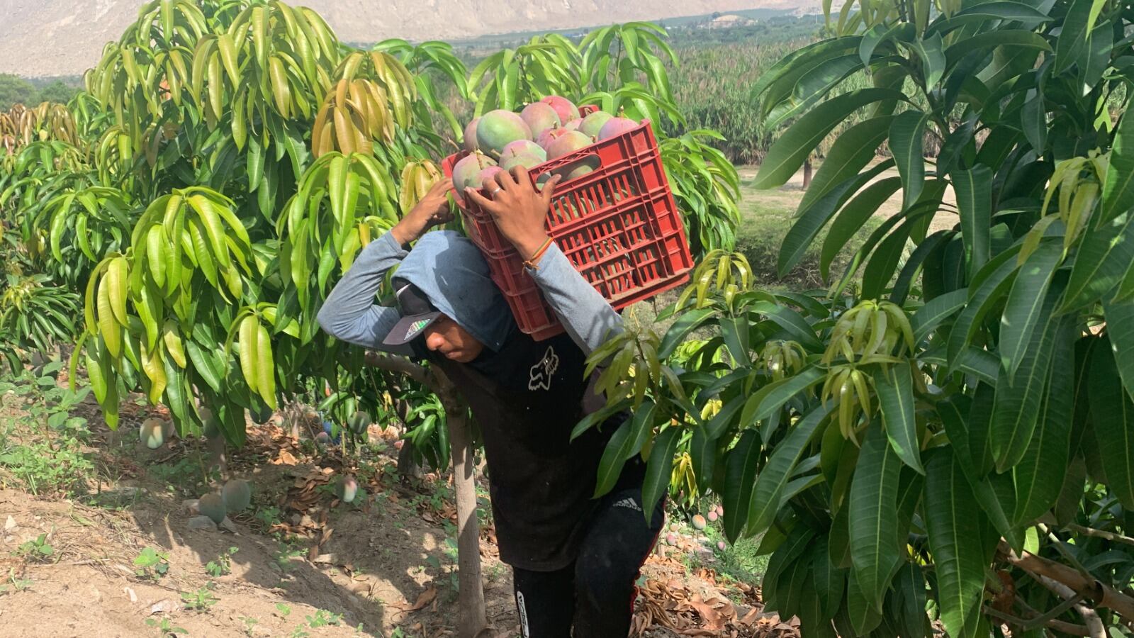 El presidente del Consejo Regional de Decanos, Guillermo Gil Albarrán, considera que bloqueos afectan ejecución de obras públicas y perjudican el desplazamiento de profesionales.