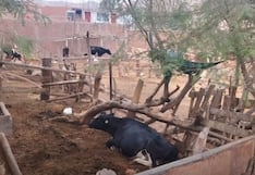 Ica: Municipalidad de Parcona interviene criaderos de animales en Desaguadero por riesgo sanitario