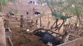 Ica: Municipalidad de Parcona interviene criaderos de animales en Desaguadero por riesgo sanitario