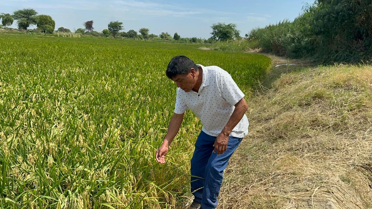 Agricultores piden precios justos para el arroz