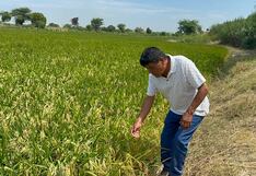 Piura: Agricultores exigen precio justo para el arroz