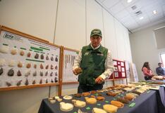 Reunirán a expertos en crianza de camélidos en congreso del 27 al 29 de noviembre en Arequipa (VIDEO)