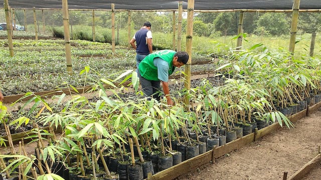 Destinan más de S/ 21 millones para 20 proyectos forestales en la Amazonía