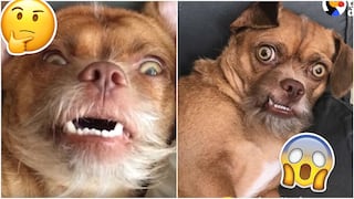 Facebook: este perro puede imitar a los emoticones de Whatsapp (VIDEO)