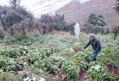 La Oroya: Nevada inusual afecta varias hectáreas de cultivo