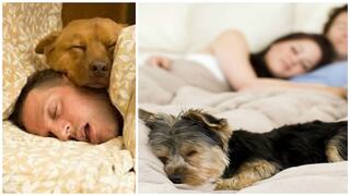 ¿Sabías que dormir con tu mascota mejora la calidad del sueño? (FOTOS)