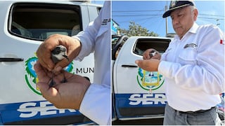 Ica: rescatan golondrina de la tempestad del collar durante supervisión de obra en Parcona