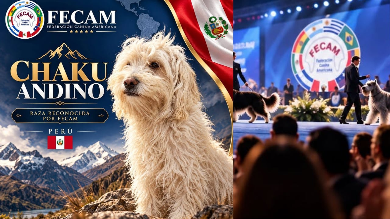 Chaku andino cusqueño: La tercera raza de perro peruano reconocida internacionalmente