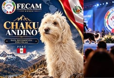 Chaku andino cusqueño: La tercera raza de perro peruano reconocida internacionalmente