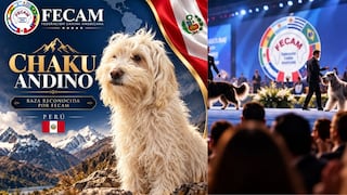 Chaku andino cusqueño: La tercera raza de perro peruano reconocida internacionalmente