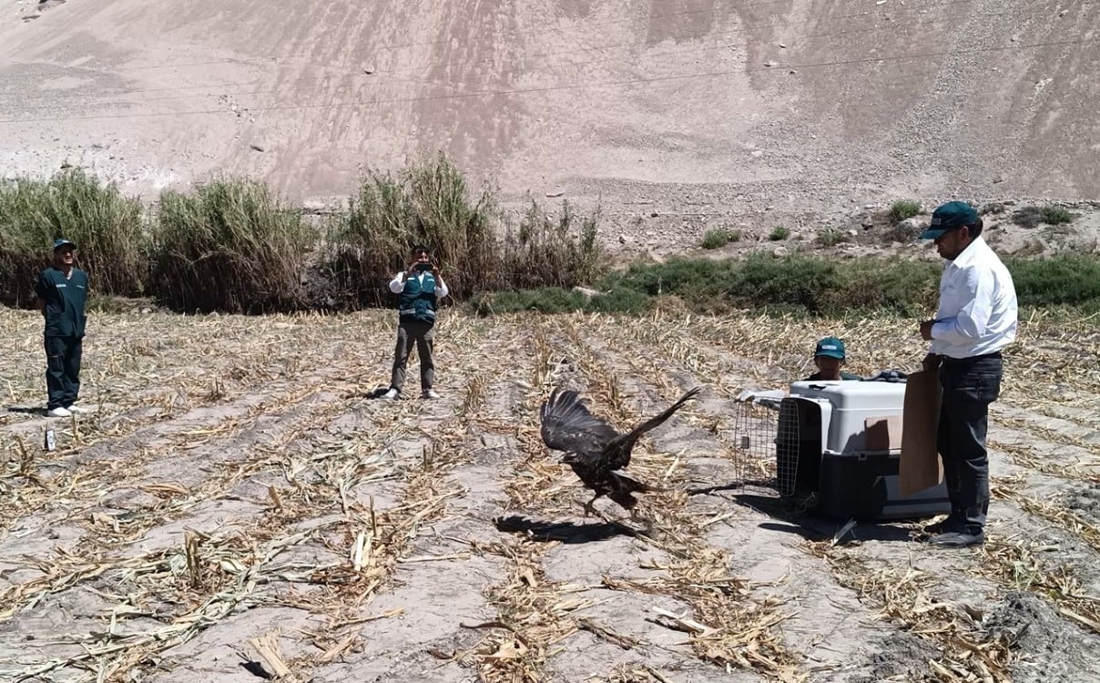 Águila mora vuelve a volar tras cinco días de recuperación en Vítor, Arequipa (Foto: Serfor)